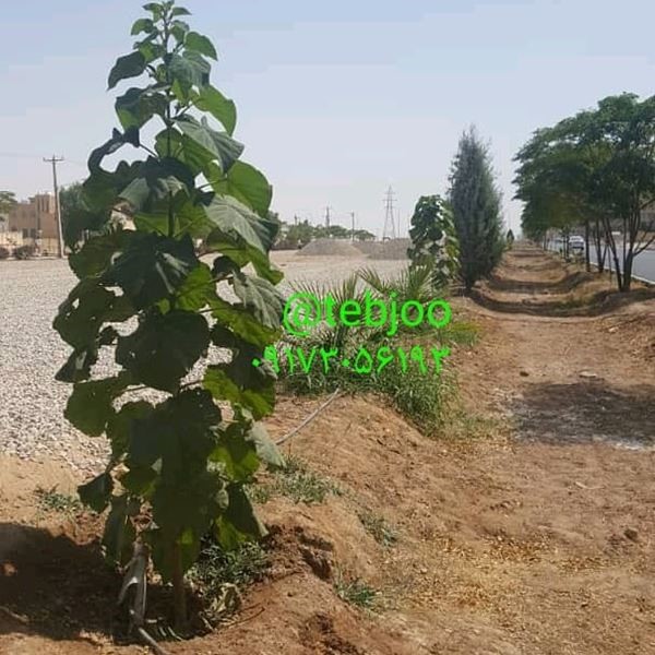 فضای سبز شهری یزد نهالکاری پالونیا هیبرید درختکاری مدرن زراعت چوب پالونیا هیبرید